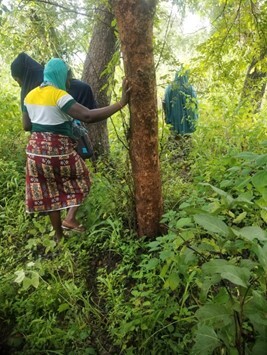 People survey biodiversity in a forest in Benin.
